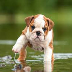 Key Points Checklist Before You Buy Your First Dog